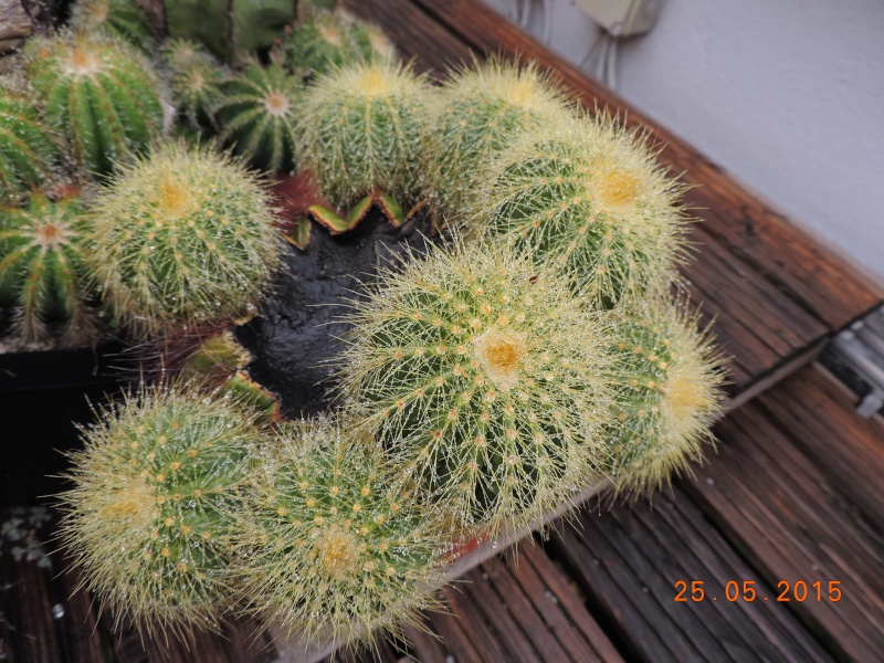 Cacti and Sukkulent in Köln, every day new flowers in the greenhouse Part 123 Bild_190