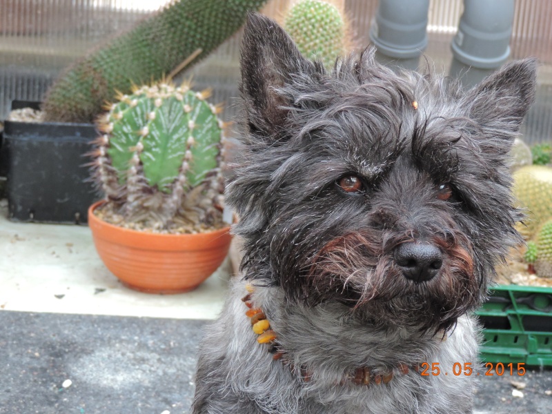 Cacti and Sukkulent in Köln, every day new flowers in the greenhouse Part 123 Bild_214