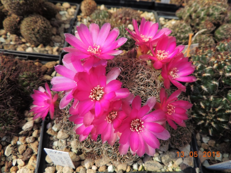 Cacti and Sukkulent in Köln, every day new flowers in the greenhouse Part 123 Bild_240