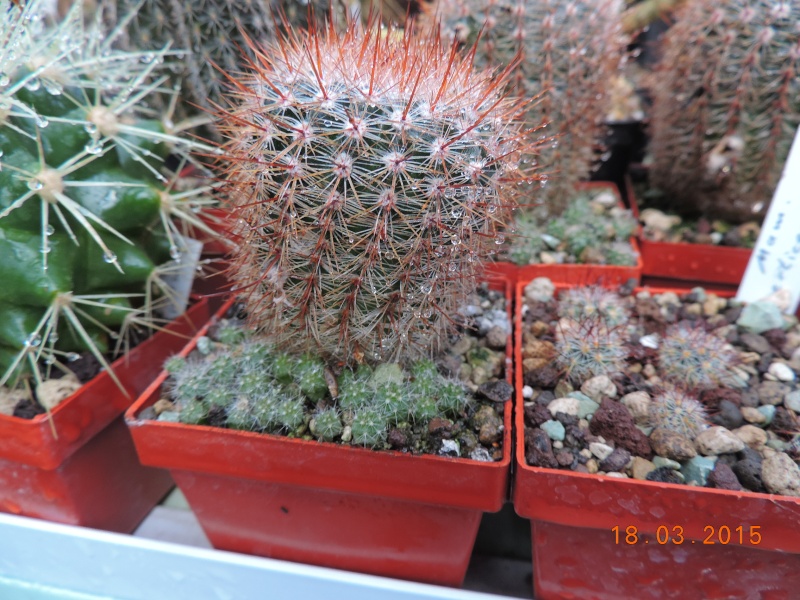 Cacti and Sukkulent in Köln, every day new flowers in the greenhouse Part 120 Bild_825