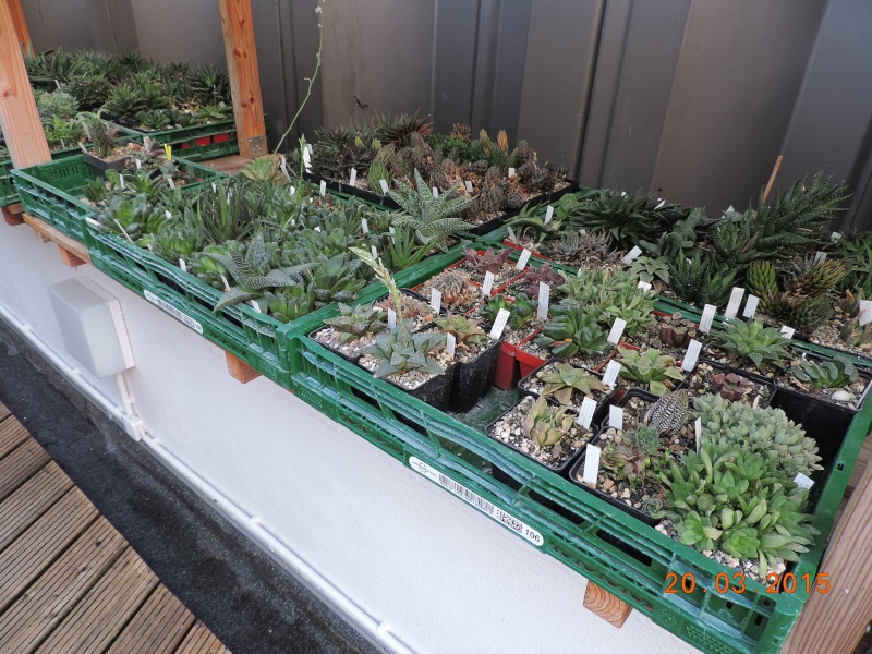 Cacti and Sukkulent in Köln, every day new flowers in the greenhouse Part 120 Bild_837