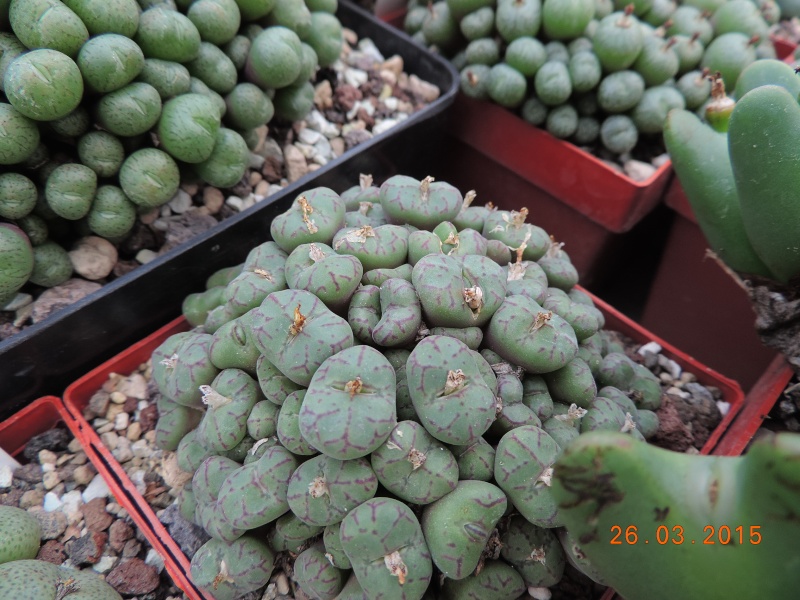 Cacti and Sukkulent in Köln, every day new flowers in the greenhouse Part 120 Bild_851