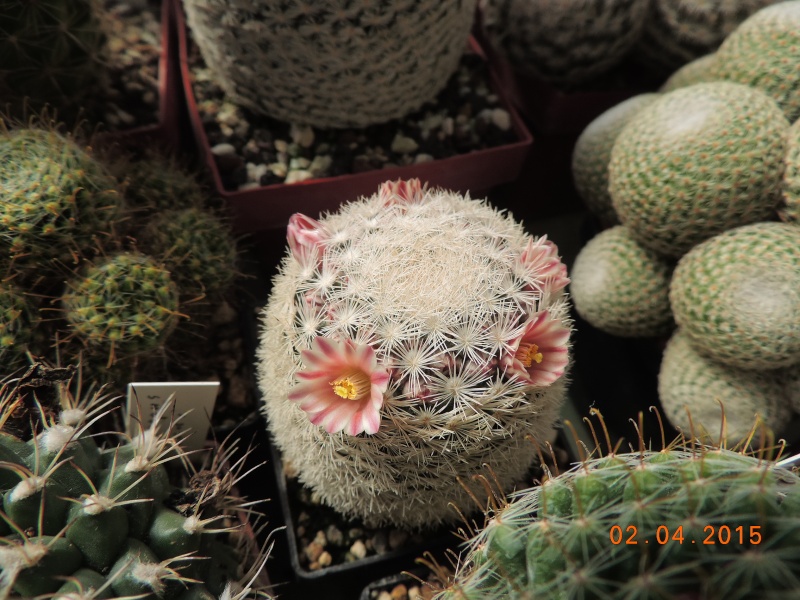 Cacti and Sukkulent in Köln, every day new flowers in the greenhouse Part 121 Bild_873