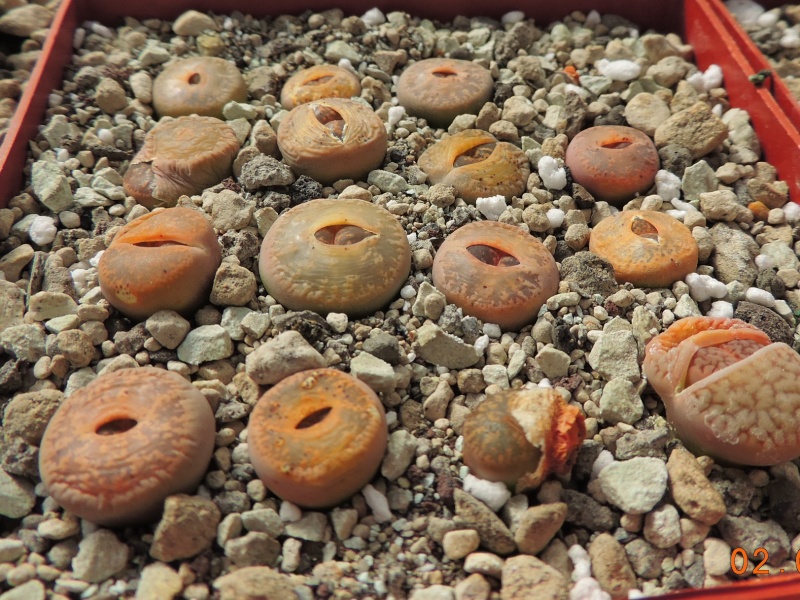 Cacti and Sukkulent in Köln, every day new flowers in the greenhouse Part 121 Bild_881