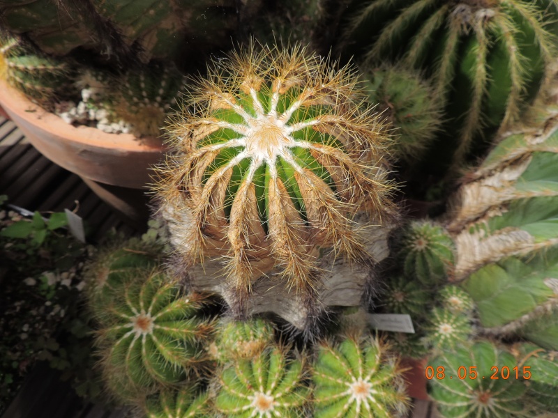 Cacti and Sukkulent in Köln, every day new flowers in the greenhouse Part 122 Bild_961