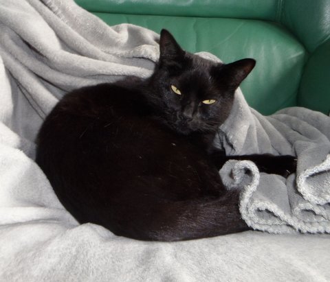 Satie, belle chatte noire, née fin 2012 Sam_5115