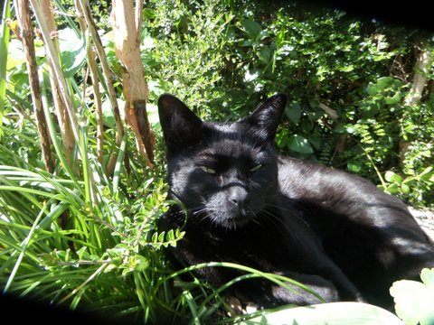 Satie, belle chatte noire, née fin 2012 Sam_6616