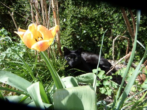 Satie, belle chatte noire, née fin 2012 Sam_6617