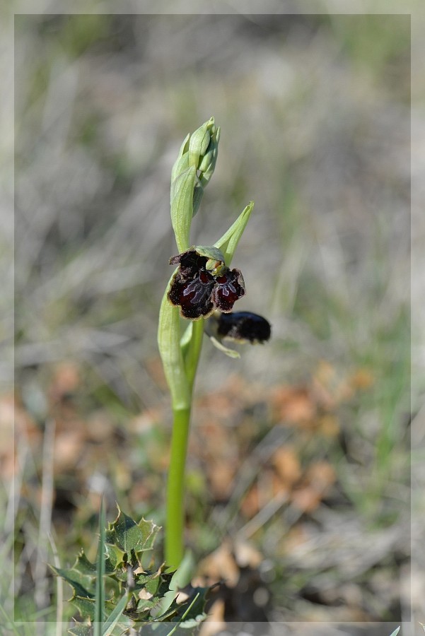 Ophrys passionis à deux labelles 2015-249