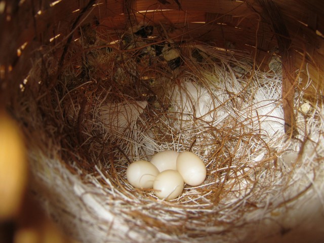 Photos des œufs de nos oiseaux d'élevage J1501-16