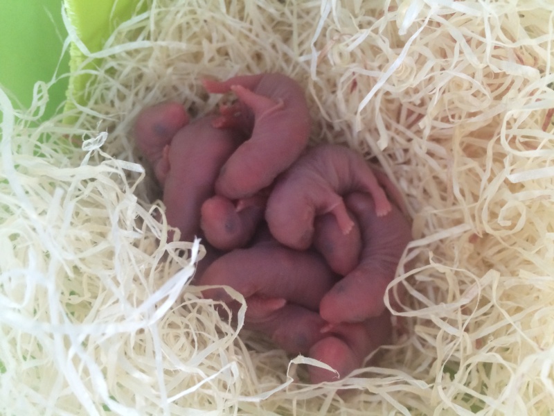 Rats husky nés le 09 mars 2015 Image10