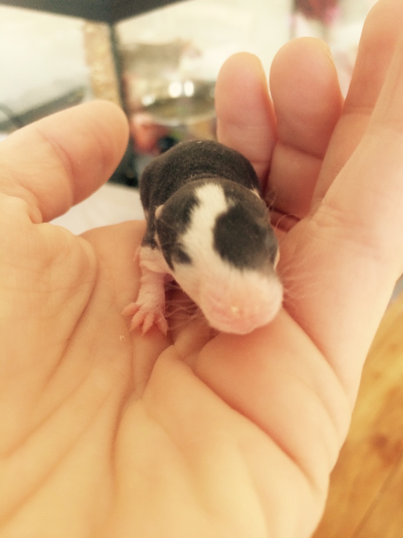 Rats husky nés le 09 mars 2015 Image11