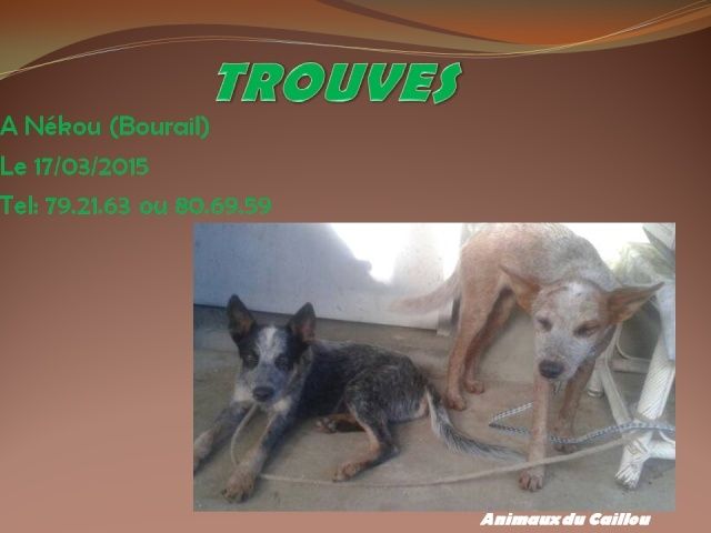 TROUVES 2 chiens bouviers (un rouge, un bleu) à Nekou (Bourail) le 17/03/2015 20150311