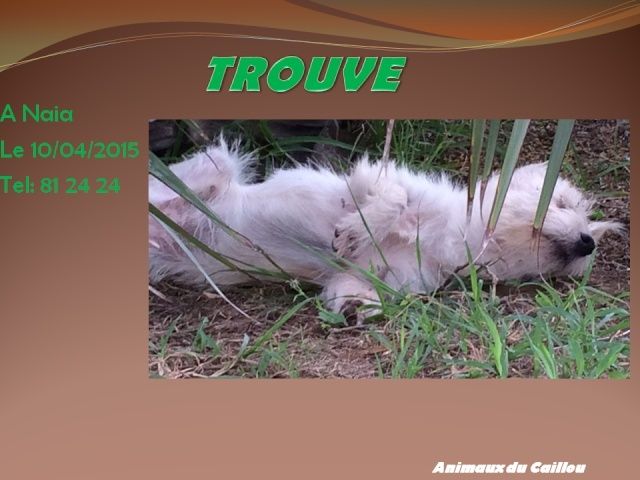 bichon - TROUVE bichon blanc à Naia le 10/04/2015 20150423