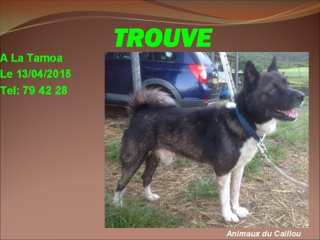 bleu - TROUVE akita noir et blanc, collier bleu à La Tamoa le 03/04/2015 20150430