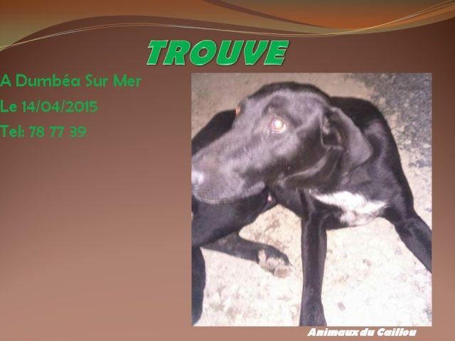 TROUVE chien noir à Dumbéa sur Mer le 14/04/2015 20150439