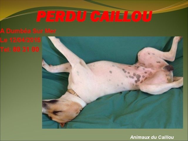 PERDU CAILLOU chien blanc avec tâches beiges, collier marron à Dumbéa sur Mer le 12/04/2015 20150445