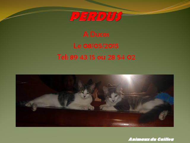 PERDUS 2 chats gris et blancs à Ducos le 08/05/2015 20150510