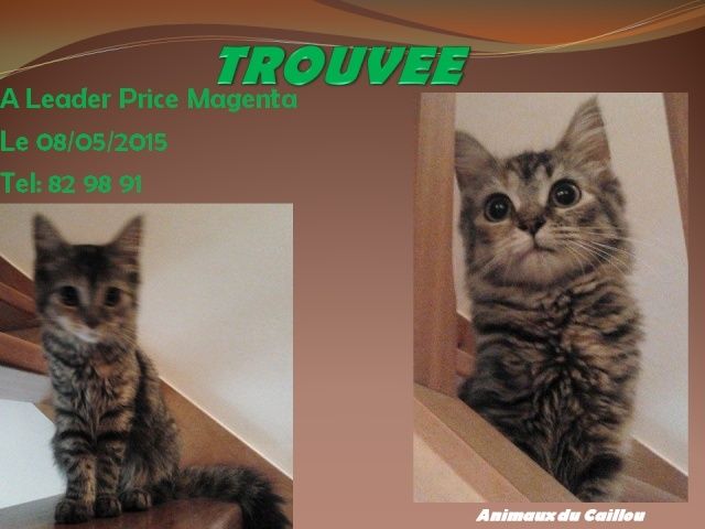 chaton - TROUVEE chaton femelle tigrée parking Leader Price Magenta le 08/05/2015 20150529