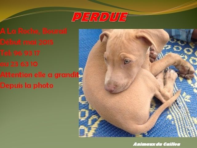 PERDUE chiot femelle couleur fauve de 6 mois à La Roche à Bourail début mai 2015 20150540