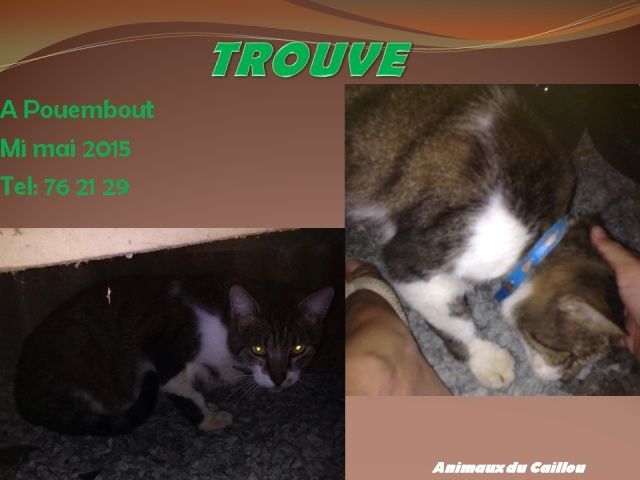 bleu - TROUVE chat tigré et blanc, collier bleu à Pouembout vers le mi mai 2015 20150553