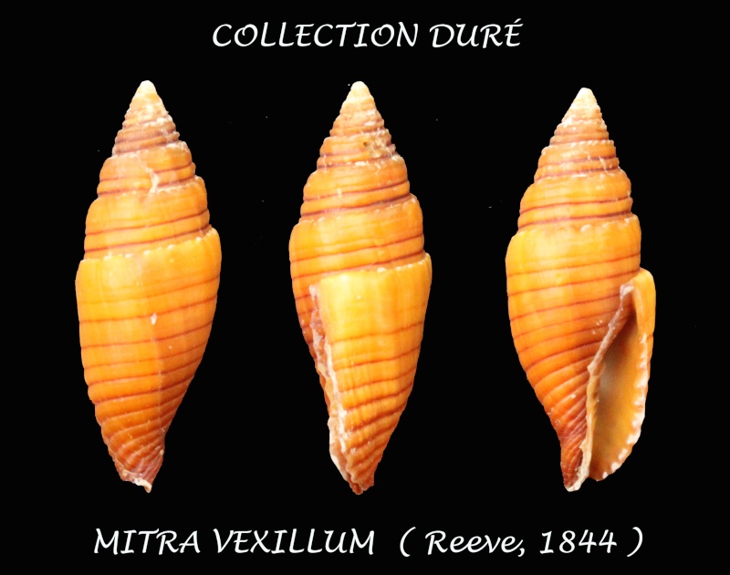 Strigatella vexillum (Reeve, 1844) Panora22