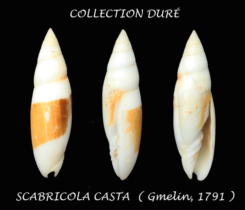 Swainsonia casta (Gmelin, 1791) Panora25