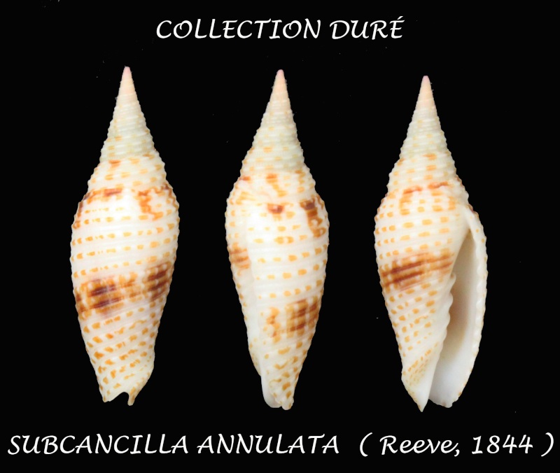 Imbricaria annulata (Reeve, 1844)  Panora26