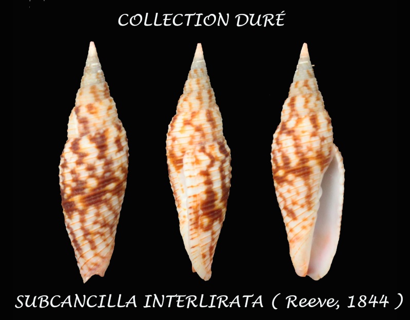 Imbricaria interlirata (Reeve, 1844) Panora27