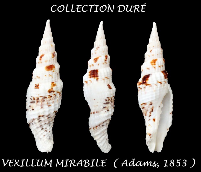 Vexillum mirabile (A. Adams, 1853)  Panora66