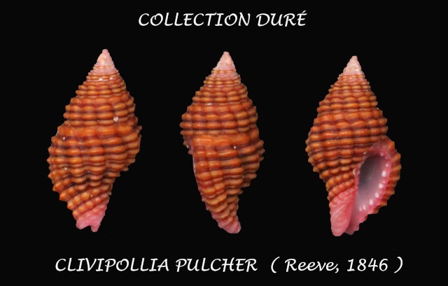 Clivipollia pulchra (Reeve, 1846) Panora68