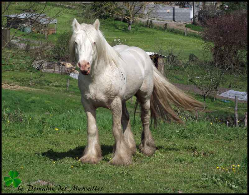 Etalon Irish Cob cremello agréé pour saillies 2015 10_avr18