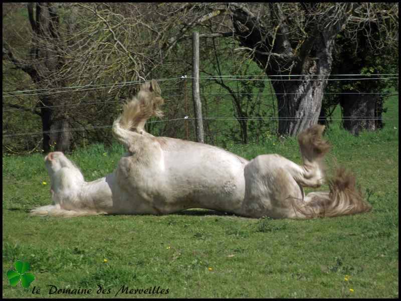 Indy Jones, étalon Irish Cob cremello 10_avr22