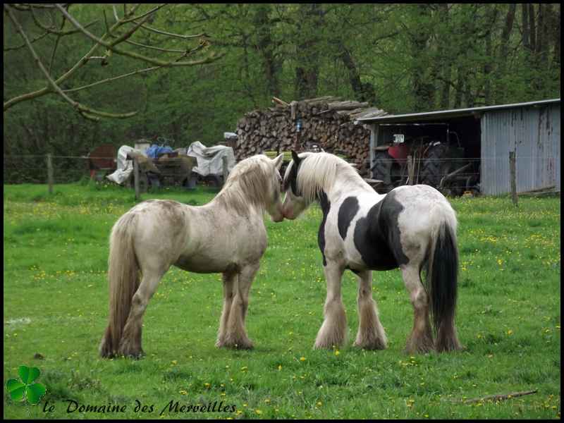 Retrouvailles entre copains 17_avr33