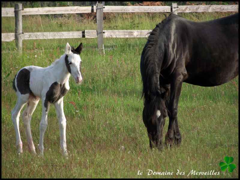 Fifty Fifty des Merveilles pouliche Irish Cob Partbred à vendre 26_mai12