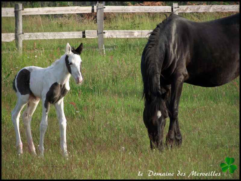 Fifty Fifty des Merveilles pouliche Irish Cob Partbred pie noire à vendre 26_mai12