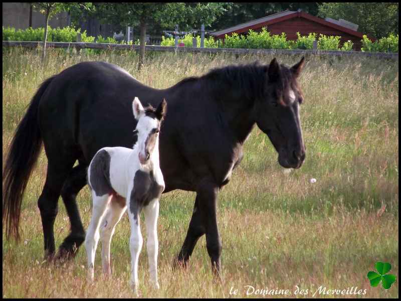 Fifty des Merveilles pouliche Irish Cob Partbred à VENDRE 26_mai15