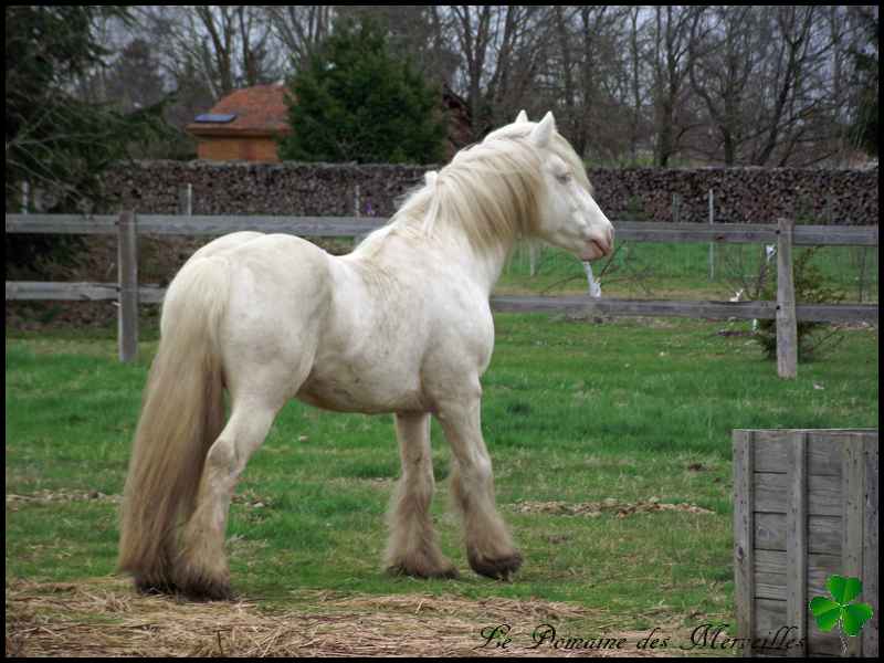 Indy Jones des Fagnes, étalon cremello au Domaine des Merveilles - Page 3 29_mar30