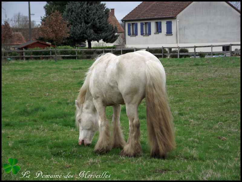 Indy Jones, étalon Irish Cob cremello 29_mar39