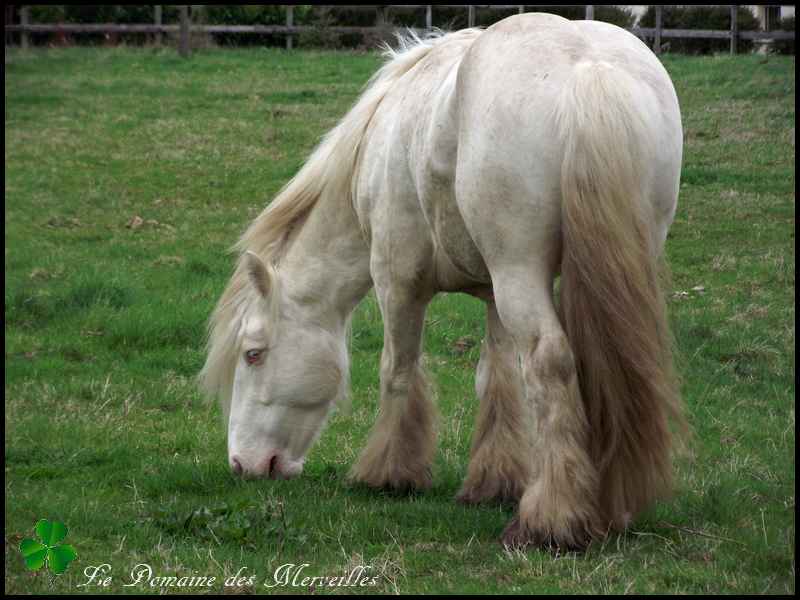 Etalon Irish Cob cremello agréé pour saillies 2015 29_mar41