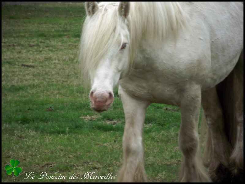 Indy Jones, étalon Irish Cob cremello 29_mar54