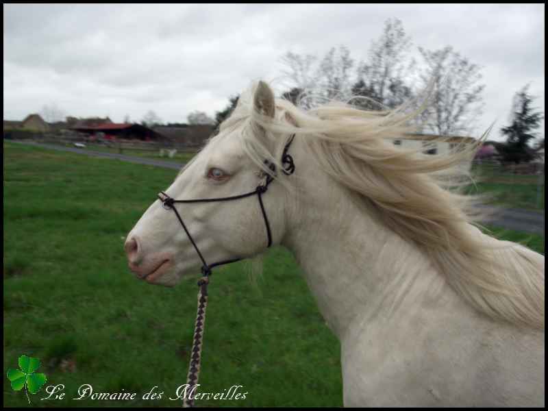 Indy Jones, étalon Irish Cob cremello 29_mar58