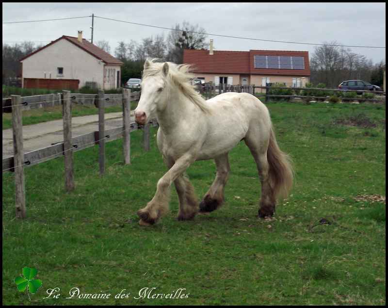 Indy Jones, étalon Irish Cob cremello 29_mar59