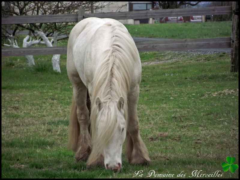 Indy Jones, étalon Irish Cob cremello 29_mar60