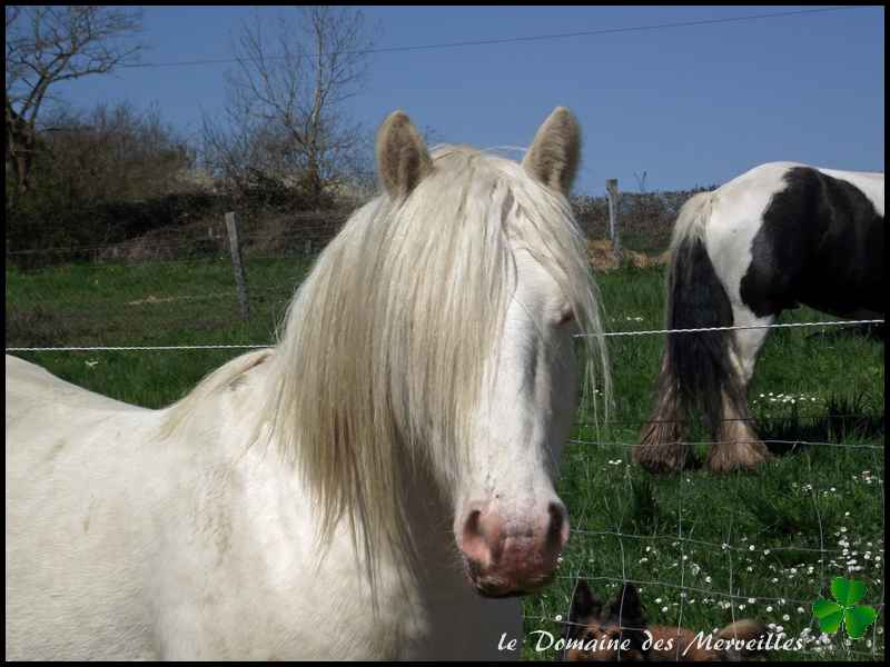 Indy Jones, étalon Irish Cob cremello 5_avri13