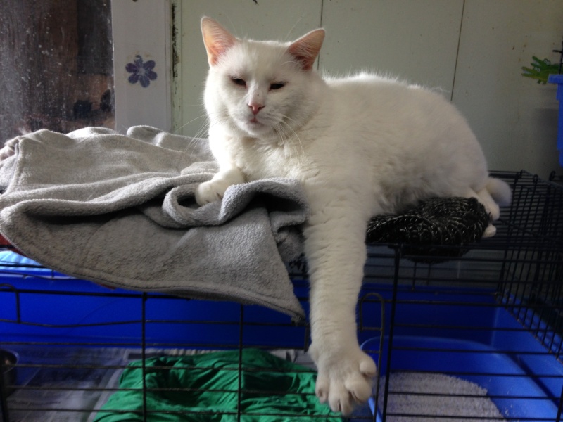 Tobby, adorable gros chat blanc né en 2005- SLPA Amance Tobby_14