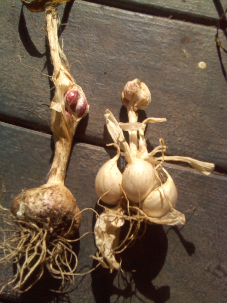 Mary Mary quite contrary, how does your garlic grow? - Page 24 Joanns15