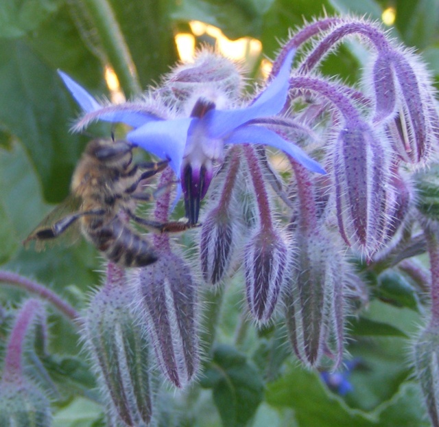 Borage Dscf0012