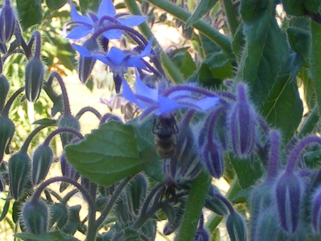 Borage Dscf0014