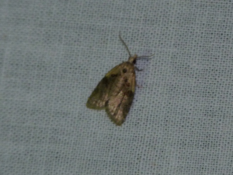 [Rhyacionia pinivorana, Notocelia cynosbatella, Ancylis mitterbacheriana,  Cochylis nana, Caradrina clavipalpis, Nomophila noctuella, Glyphipterix sp & Abrostola triplasia] Confirmation de mai; 1-113